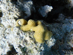 Goniastrea stelligera