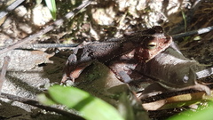 Rhinella margaritifera