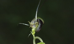 Corybas trilobus