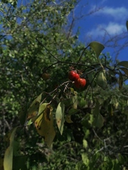 Malpighia glabra