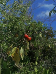 Malpighia glabra