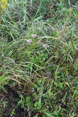 Eupatorium lindleyanum