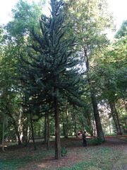 Sciadopitys verticillata