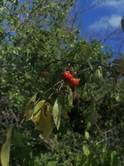 Malpighia glabra