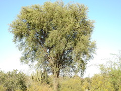 Aspidosperma quebracho-blanco