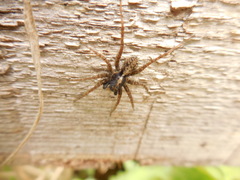 Pardosa amentata
