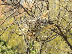 Tillandsia xiphioides
