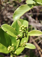Daphnopsis racemosa