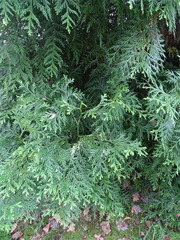 Thujopsis dolabrata