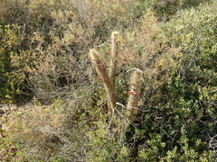Cleistocactus baumannii