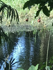 Jacana