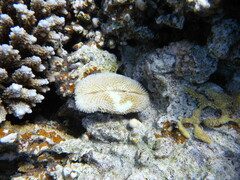 Ctenactis crassa