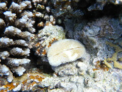 Ctenactis crassa