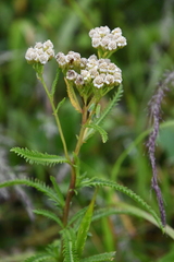 Achillea ptarmicoides