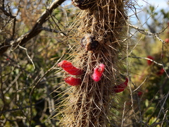 Cleistocactus baumannii