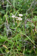 Achillea ptarmicoides