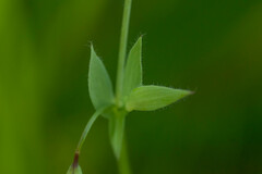 Lathyrus berteroanus