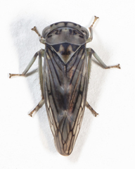 Populicerus