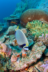 Pomacanthus imperator