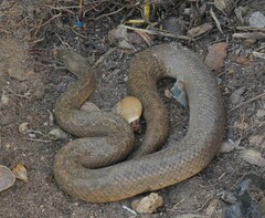 Tropidophis curtus