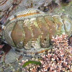 Sypharochiton pelliserpentis