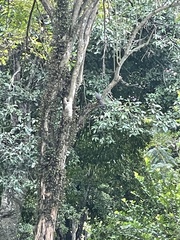 Coccyzus longirostris