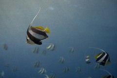 Heniochus diphreutes