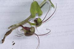 Corybas trilobus