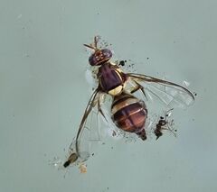 Bactrocera