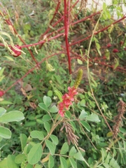 Indigofera hirsuta