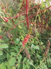 Indigofera hirsuta