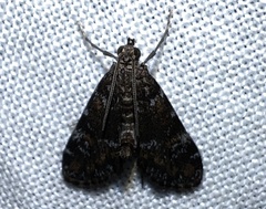Elophila obliteralis