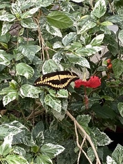 Papilio