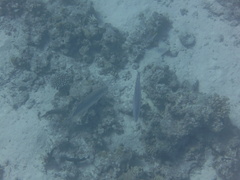 Caranginae