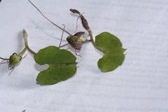 Corybas trilobus