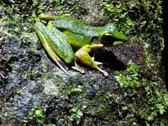 Odorrana hosii