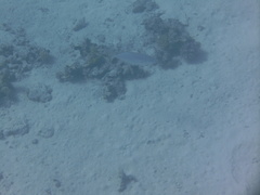 Caranginae