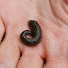 Erpobdellidae