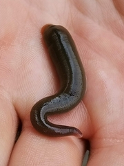 Erpobdellidae