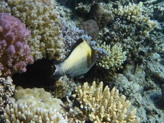 Cetoscarus bicolor