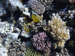 Chaetodon austriacus