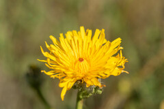 Hypochaeris scorzonerae
