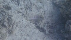 Epinephelus fasciatus