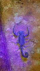Tityus obscurus