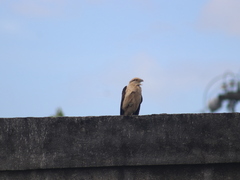 Daptrius chimachima