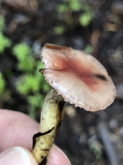 Gomphidius subroseus