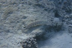 Parapercis hexophtalma