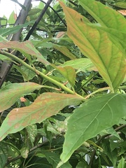 Citharexylum spinosum