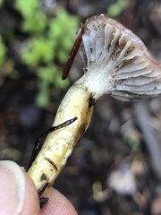 Gomphidius subroseus