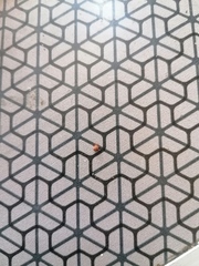 Ixodidae